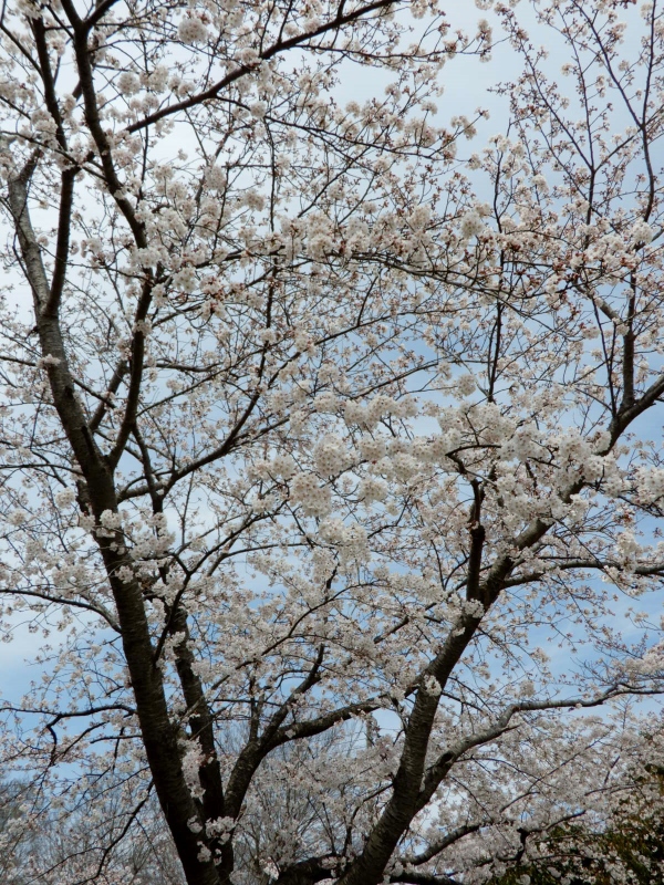 e0025300_20345927.jpg