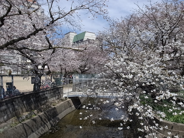 2019年花見＠大供第１公園（桜公園）～大供第２公園～西川岡ビル前～自宅_f0197703_15473288.jpg