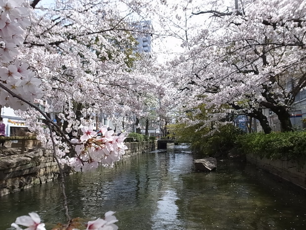 2019年花見＠大供第１公園（桜公園）～大供第２公園～西川岡ビル前～自宅_f0197703_16045894.jpg