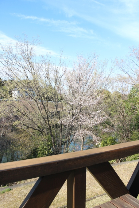 桜咲いてきましたね。_d0225107_16195199.jpg