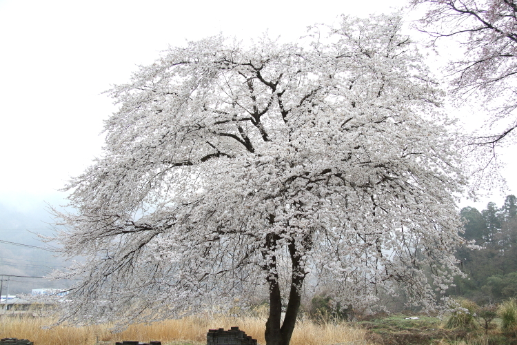 小さな山桜 - 2019年春・秩父鉄道 -_b0190710_20043932.jpg