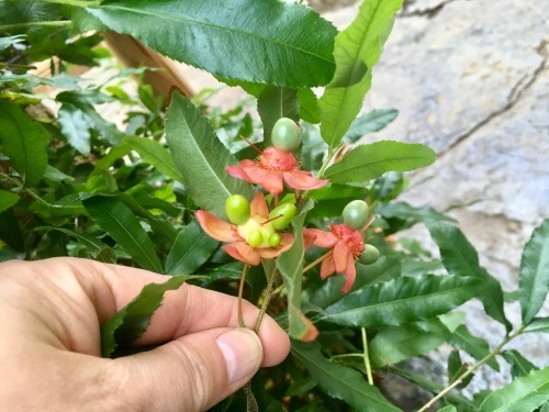 d0179410_09152756.jpeg