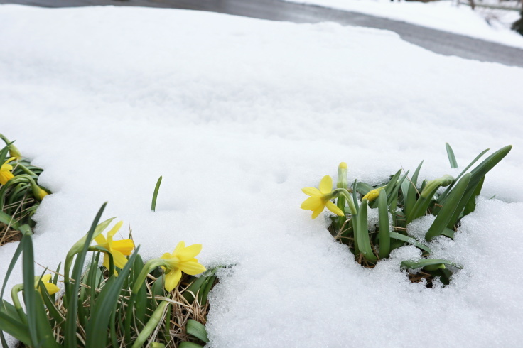 4月の大雪_f0067514_09285650.jpg