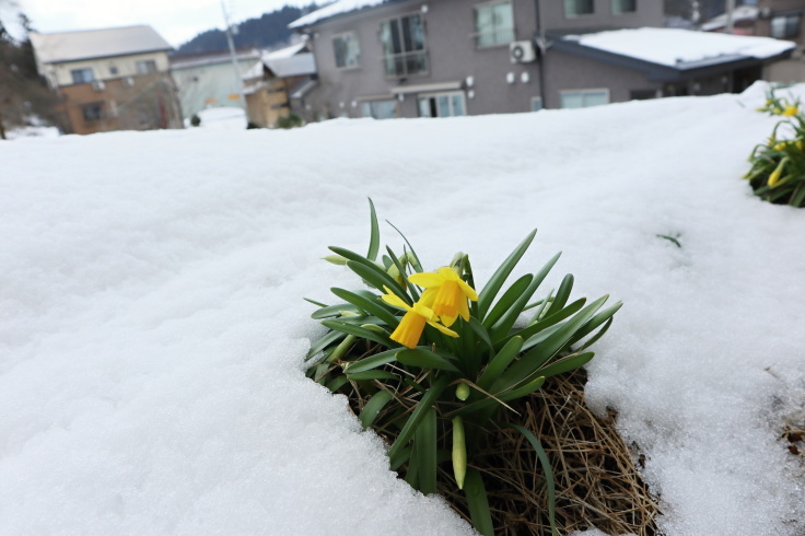 4月の大雪_f0067514_09312571.jpg