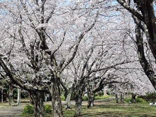 またまた桜_c0248618_13534149.jpg