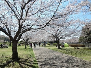 またまた桜_c0248618_13553716.jpg