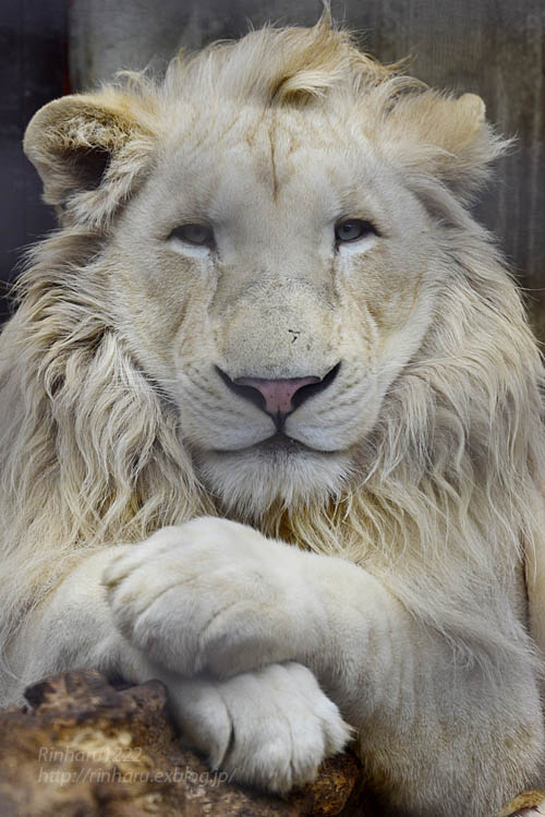 19 3 3 宇都宮動物園 ホワイトライオンのステルクとアルマル White Lion Couple 青空に浮かぶ月を眺めながら 19 3 3 宇都宮動物園 ホワイトライオンのステルクとアルマル White Lion Couple 青空に浮かぶ月を眺めながら