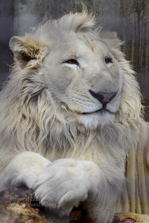 19 3 3 宇都宮動物園 ホワイトライオンのステルクとアルマル White Lion Couple 青空に浮かぶ月を眺めながら