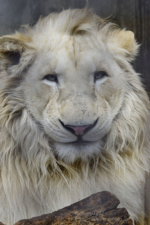 19 3 3 宇都宮動物園 ホワイトライオンのステルクとアルマル White Lion Couple 青空に浮かぶ月を眺めながら 19 3 3 宇都宮動物園 ホワイトライオンのステルクとアルマル White Lion Couple 青空に浮かぶ月を眺めながら