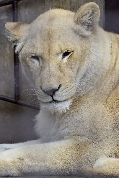 19 3 3 宇都宮動物園 ホワイトライオンのステルクとアルマル White Lion Couple 青空に浮かぶ月を眺めながら