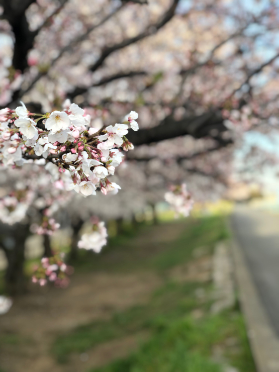 開花って言いますけど（開花宣言から15日経過）_b0317723_08464086.jpg