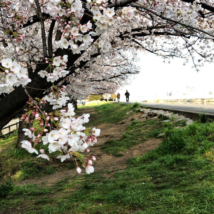 開花って言いますけど（開花宣言から15日経過）_b0317723_08530426.jpg