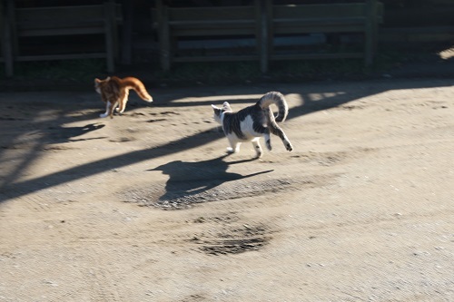 猫の追いかけっこ 里山のさっちゃんと仲間たち きょうだい猫と仲良し暮らし