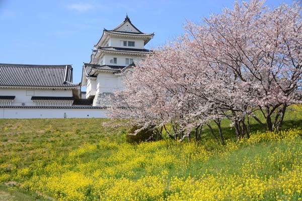 桜を追って 関宿城の桜 野田市 ひな日記