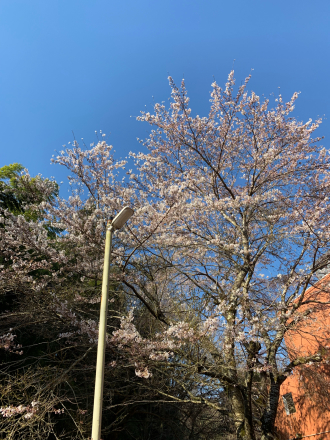 桜の満開まであと少し〜〜_a0246432_13451408.jpg
