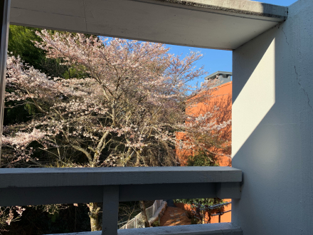 桜の満開まであと少し〜〜_a0246432_13451593.jpg