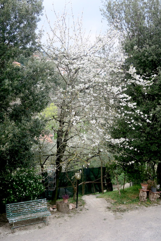 白い桜オリーブ園で咲くイタリア_f0234936_7194356.jpg