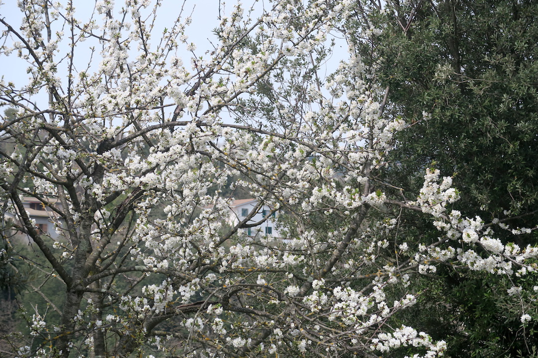 白い桜オリーブ園で咲くイタリア_f0234936_7213991.jpg