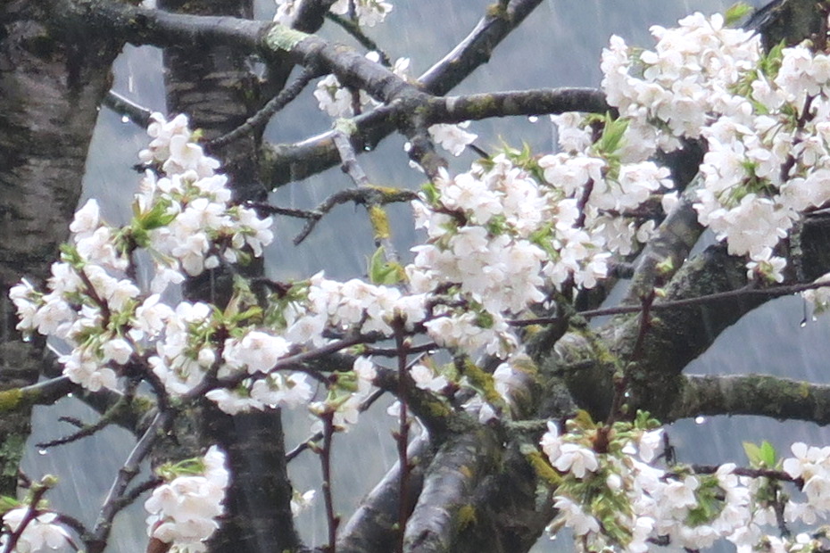 白い桜オリーブ園で咲くイタリア イタリア写真草子 Fotoblog Da Perugia