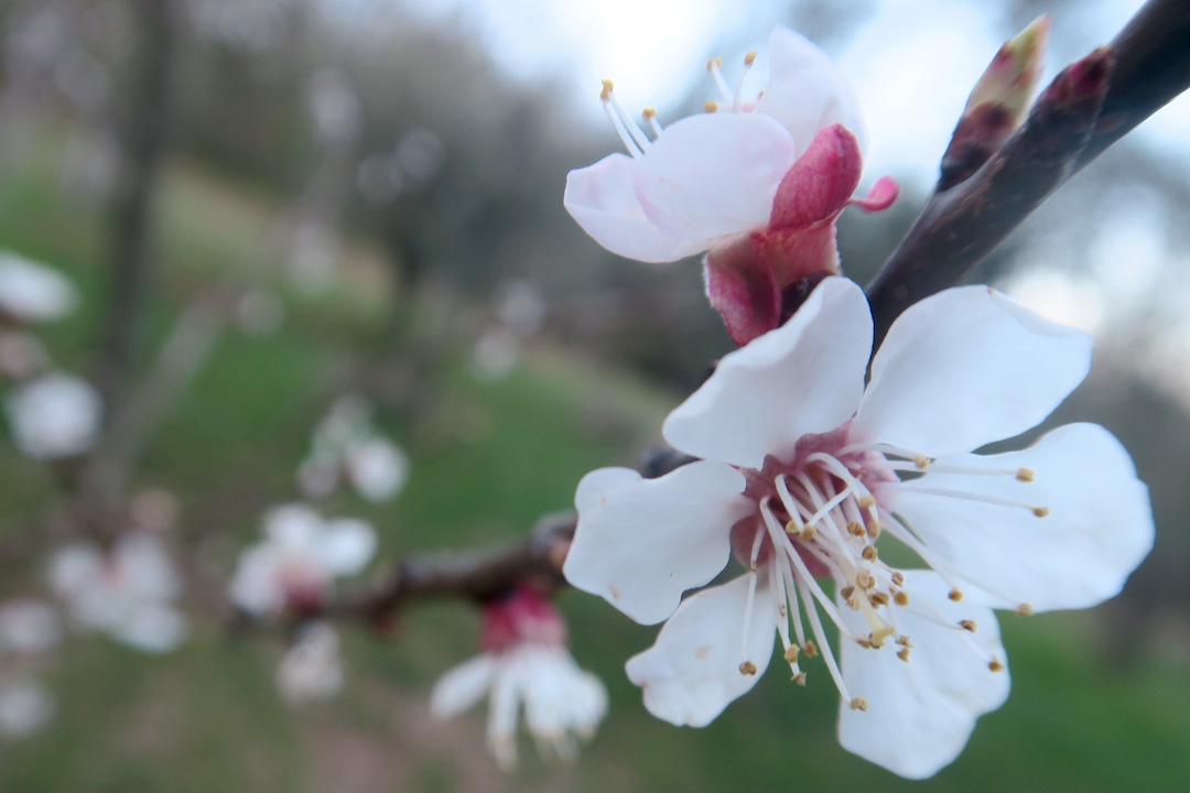 白い桜オリーブ園で咲くイタリア イタリア写真草子