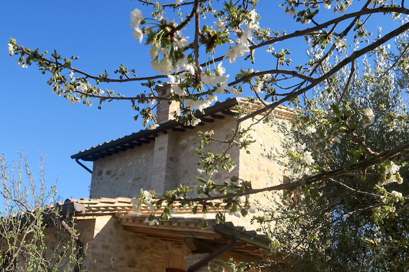 白い桜オリーブ園で咲くイタリア_f0234936_7371663.jpg
