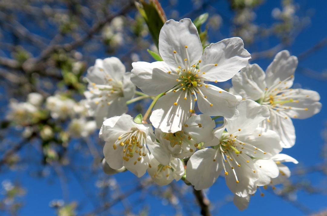 白い桜オリーブ園で咲くイタリア_f0234936_7391117.jpg