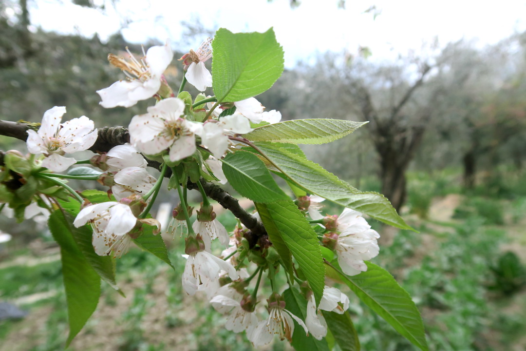 白い桜オリーブ園で咲くイタリア イタリア写真草子 Fotoblog Da Perugia