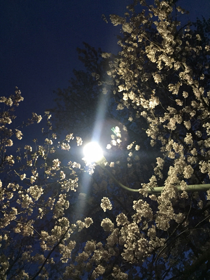 夜桜_d0265238_19170650.jpg