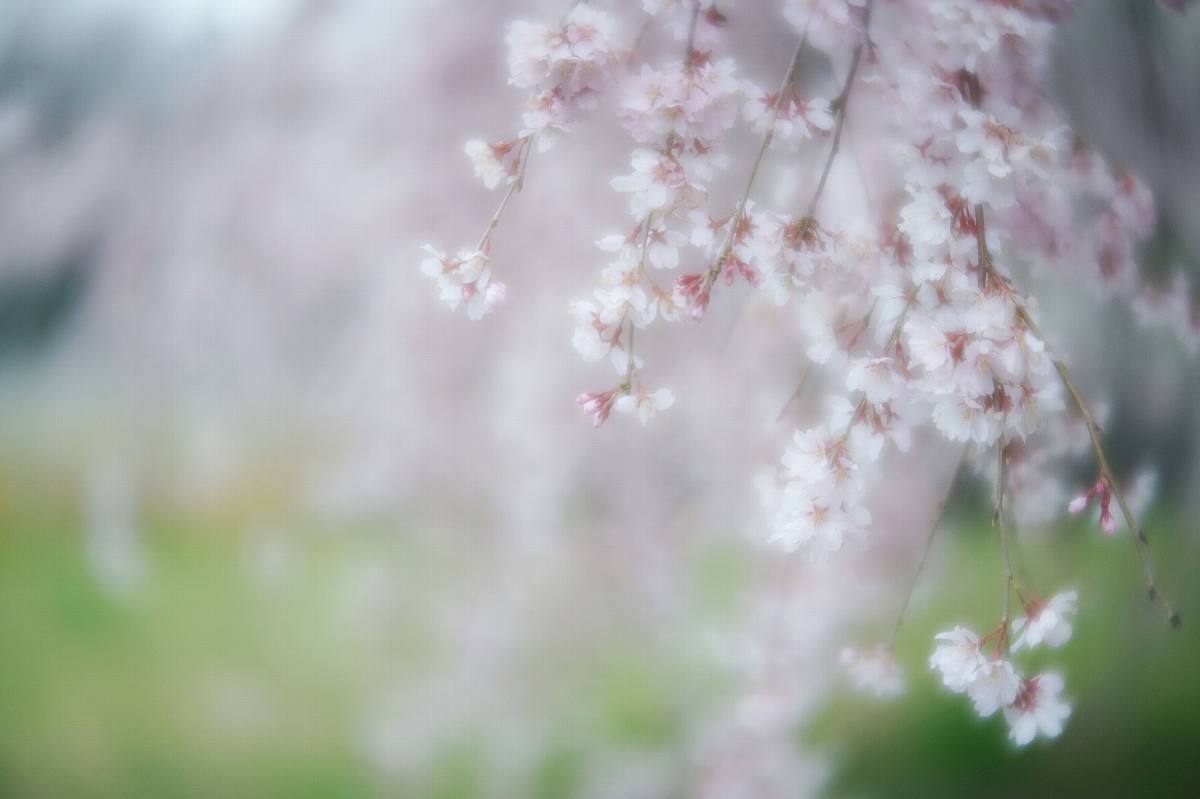 佐野　満願寺のしだれ桜　２_b0397244_22192978.jpg