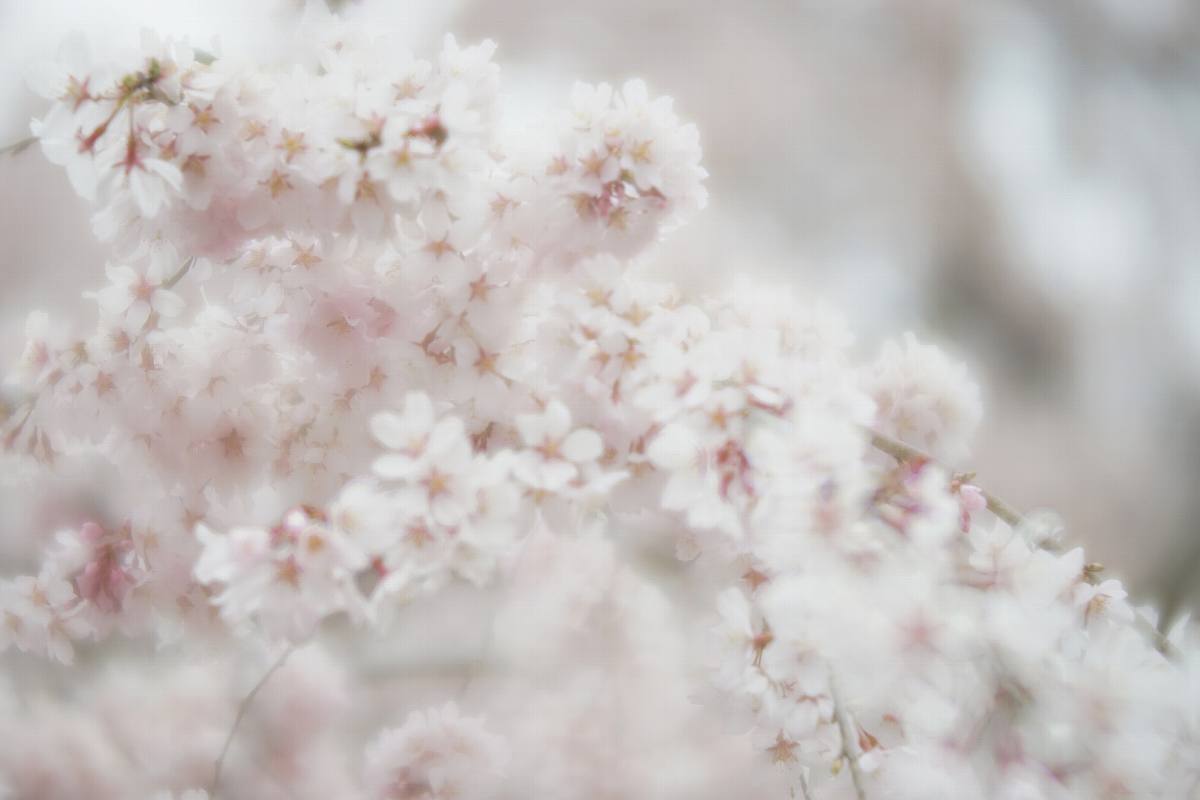 佐野　満願寺のしだれ桜　２_b0397244_22193007.jpg