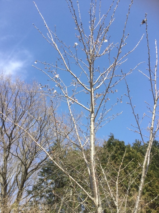 d0337446_20043879.jpeg