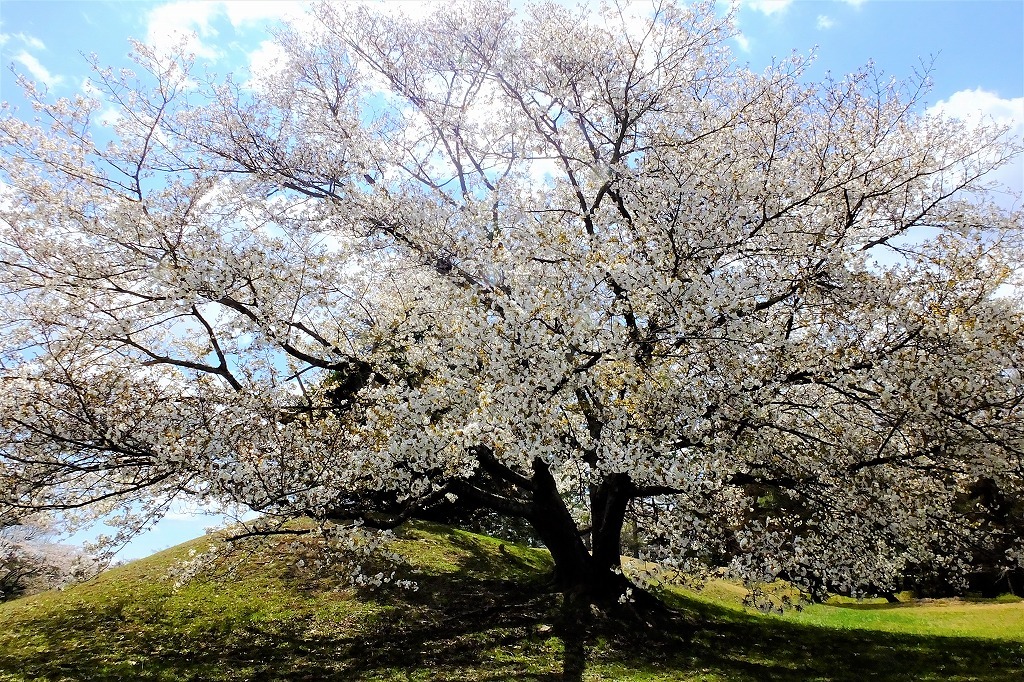 古墳の桜とスミレ_b0236251_14014140.jpg