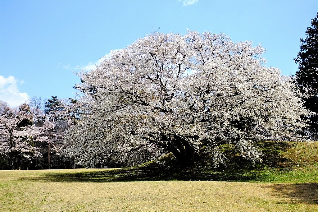 古墳の桜とスミレ_b0236251_14014853.jpg