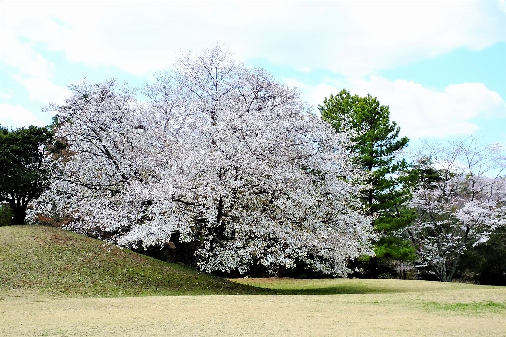 古墳の桜とスミレ_b0236251_14015430.jpg