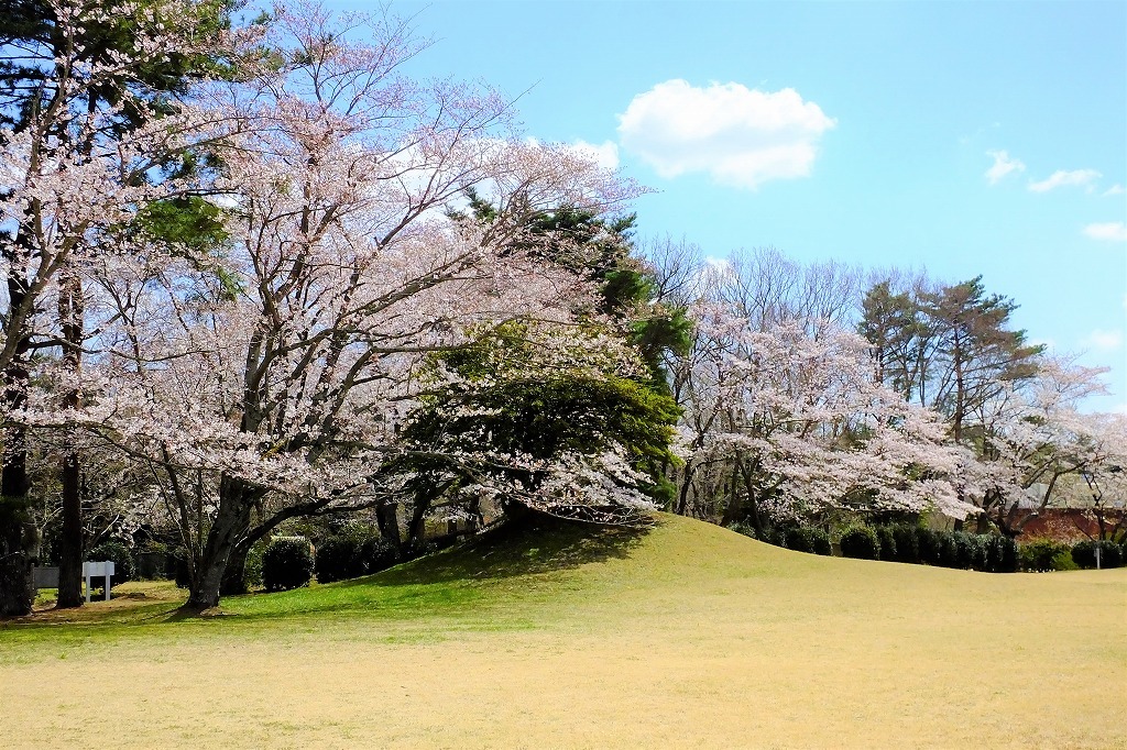 古墳の桜とスミレ_b0236251_14035002.jpg