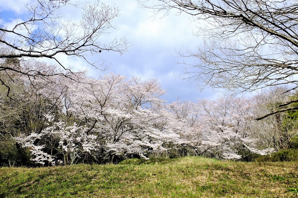 古墳の桜とスミレ_b0236251_14040068.jpg