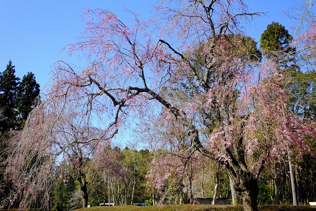 枝垂れ桜_b0236251_14514251.jpg