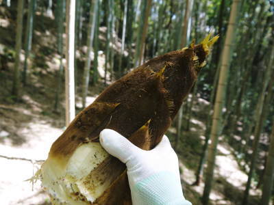 幻の白い「長生たけのこ」 本日より収穫及び即日発送開始!(2019)収穫の様子を現地取材!!(前編)_a0254656_17114540.jpg