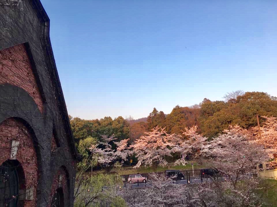 桜の名所でもあるインクラインの開花リアル情報_b0215856_11014239.jpeg