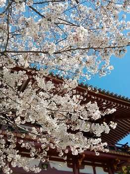 お花見日和_a0061057_1114919.jpg
