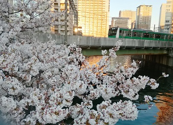 お花見日和_a0061057_1134927.jpg