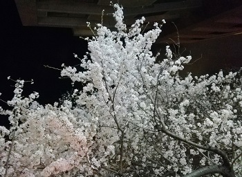 お花見日和_a0061057_1174016.jpg