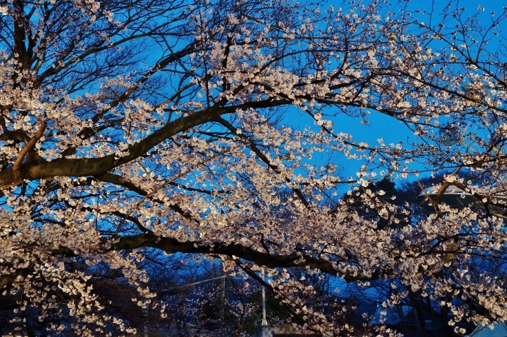 王子動物園 夜桜通り抜け In 19 たんぶーらんの戯言 王子動物園 夜桜通り抜け In 19 たんぶーらんの戯言