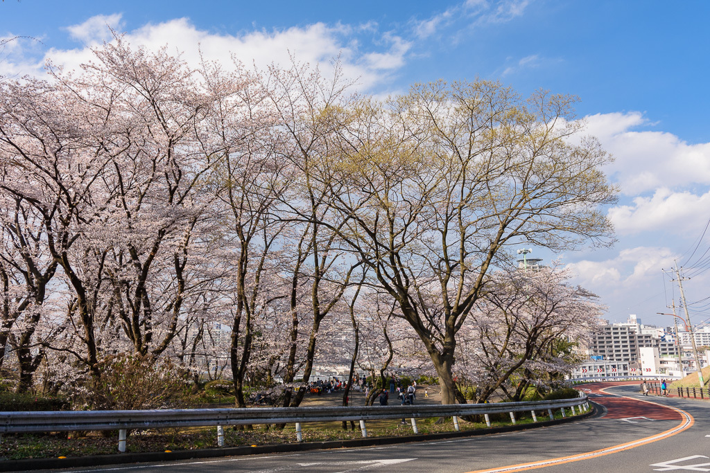 桜 2019　その２_e0290358_01150341.jpg