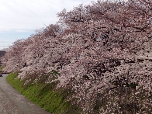 b0153663_11535268.jpeg