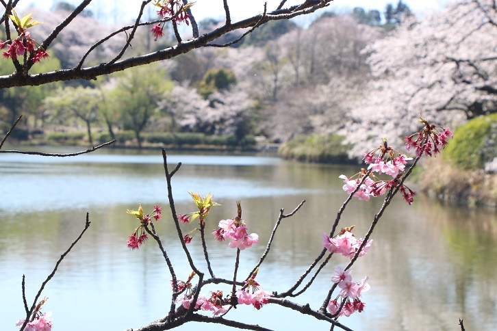 桜の季節がやって来たー。_d0167672_13492002.jpg