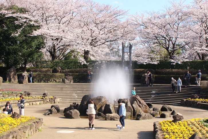 桜の季節がやって来たー。_d0167672_13510175.jpg