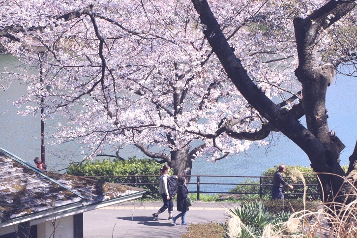 桜の季節がやって来たー。_d0167672_13522815.jpg