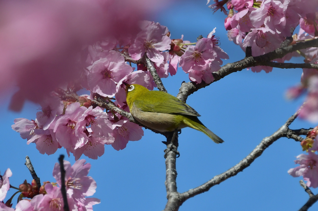 桜に メジロとジョウビタキ_f0053272_21450578.jpg
