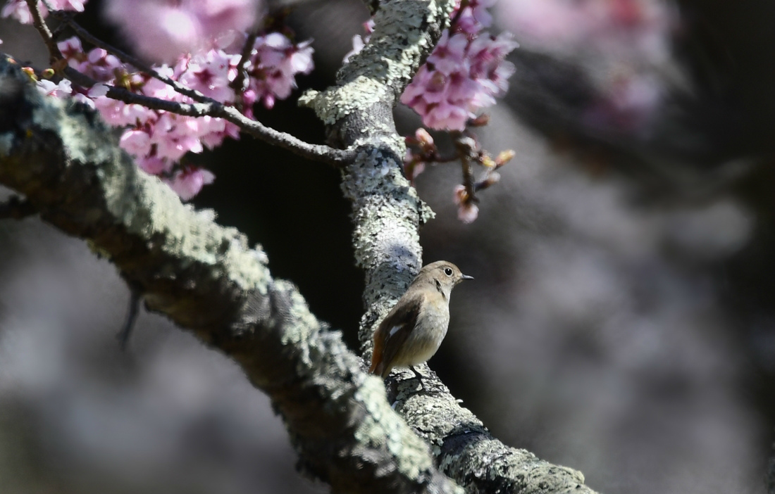 桜に メジロとジョウビタキ_f0053272_21520145.jpg